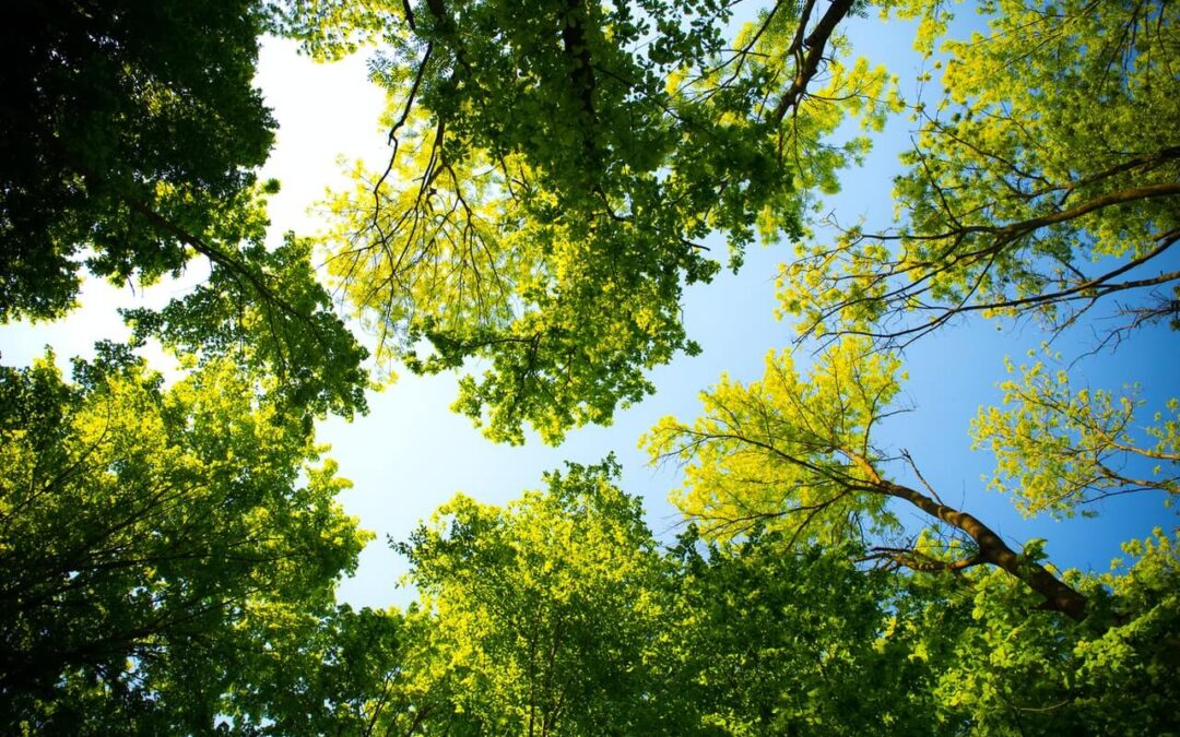 Carbon offsetting for small organisations